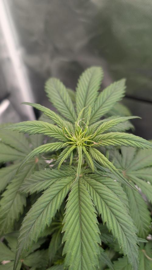 First Timer: Sweet Seeds SMS XL Auto. Week 3
