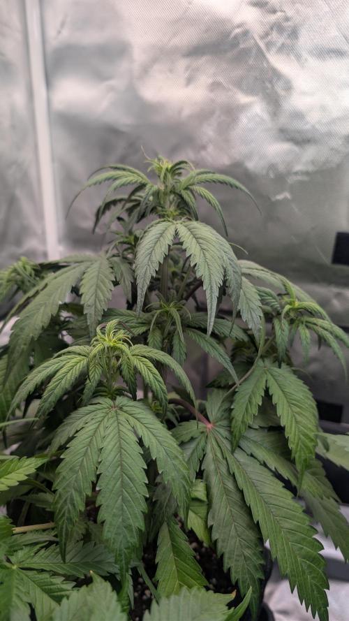 First Timer: Sweet Seeds SMS XL Auto. Week 3