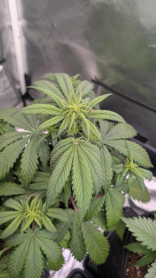 First Timer: Sweet Seeds SMS XL Auto. Week 3