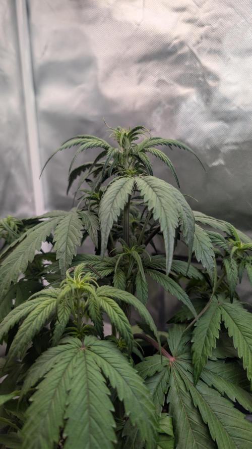 First Timer: Sweet Seeds SMS XL Auto. Week 3