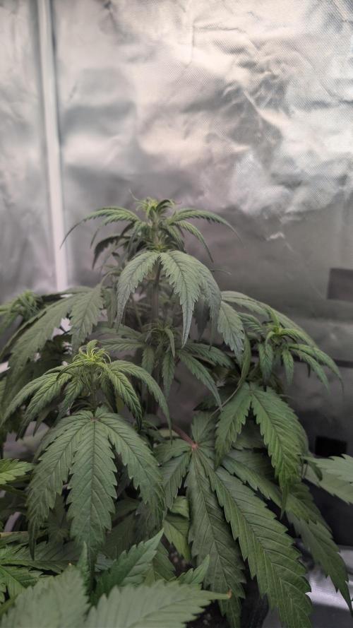 First Timer: Sweet Seeds SMS XL Auto. Week 3