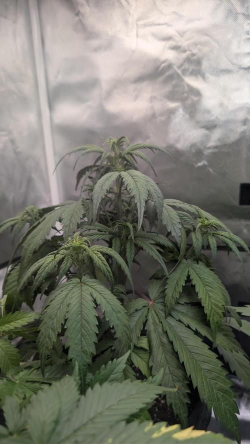First Timer: Sweet Seeds SMS XL Auto. Week 3