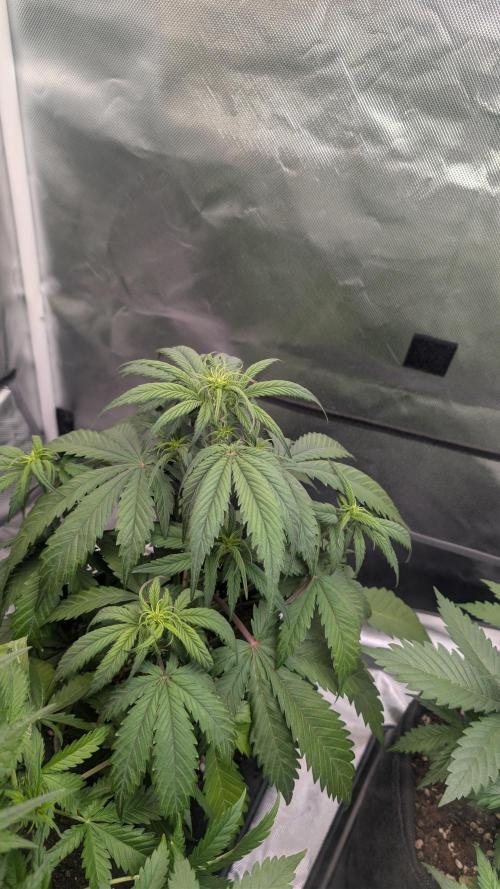 First Timer: Sweet Seeds SMS XL Auto. Week 3