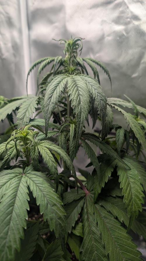 First Timer: Sweet Seeds SMS XL Auto. Week 3