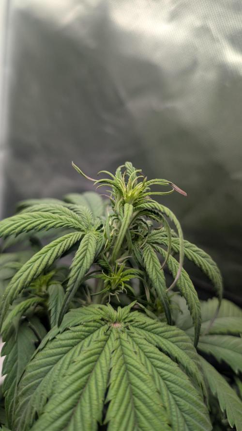First Timer: Sweet Seeds SMS XL Auto. Week 3