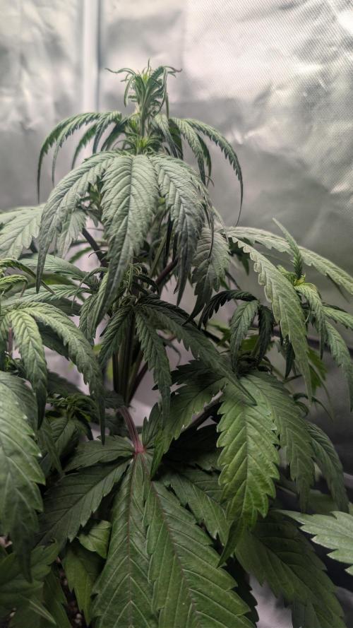 First Timer: Sweet Seeds SMS XL Auto. Week 3