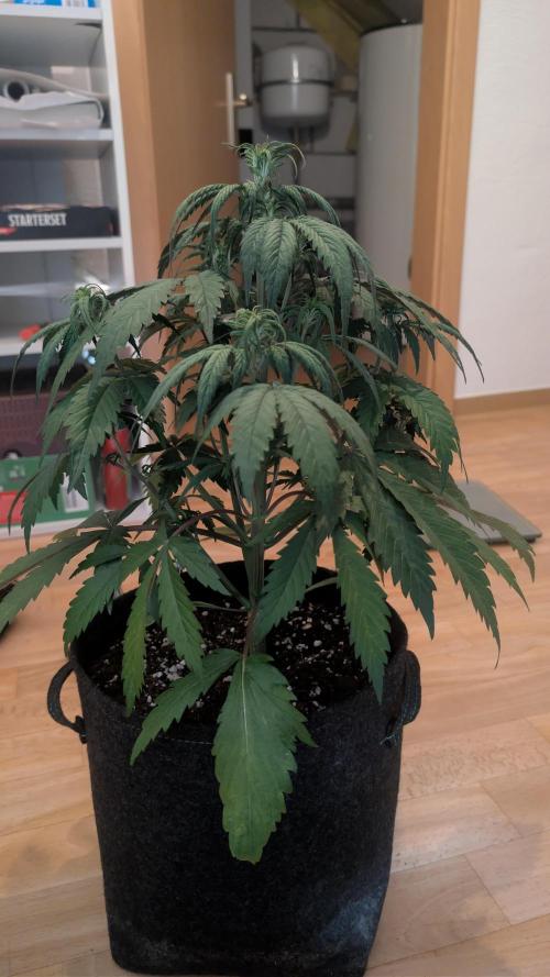 First Timer: Sweet Seeds SMS XL Auto. Week 3
