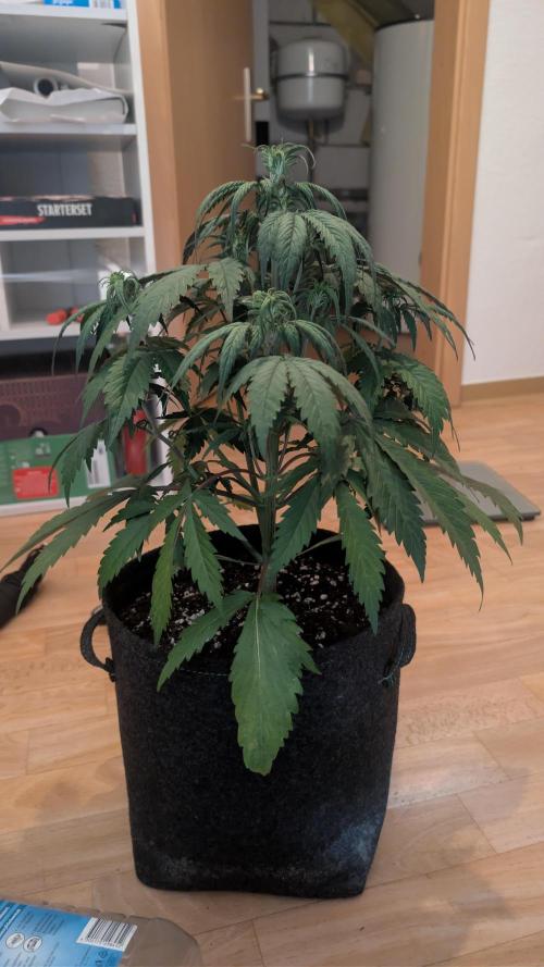 First Timer: Sweet Seeds SMS XL Auto. Week 3