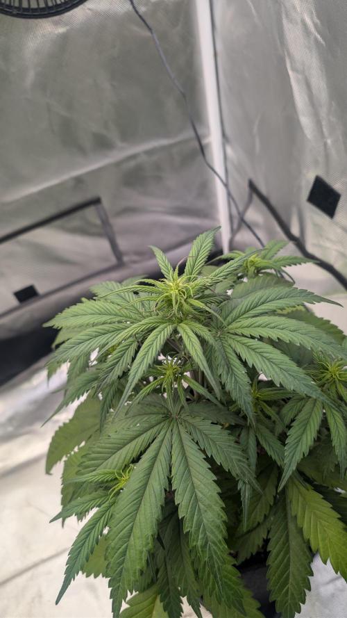 First Timer: Sweet Seeds SMS XL Auto. Week 4
