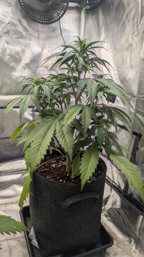 First Timer: Sweet Seeds SMS XL Auto. Week 4