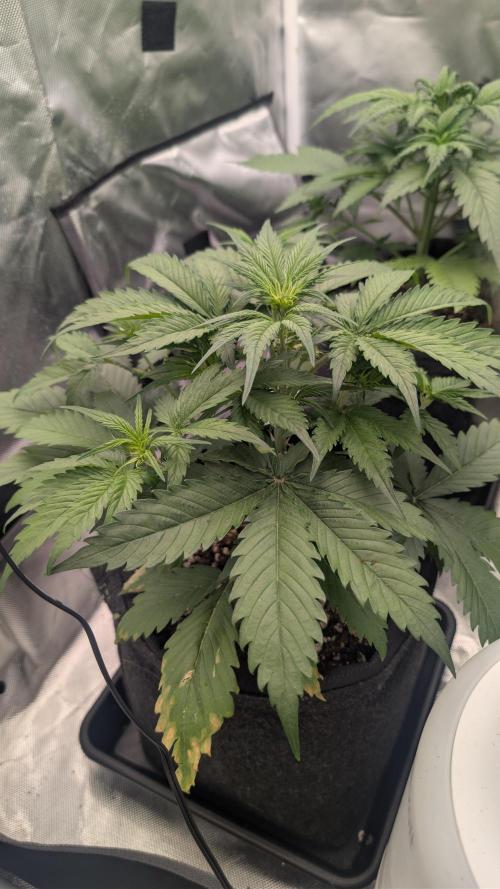 First Timer: Sweet Seeds SMS XL Auto. Week 4