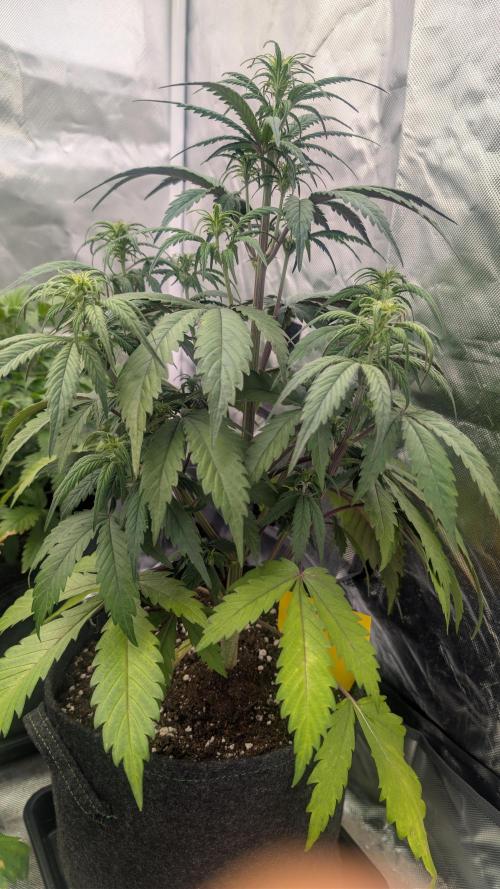 First Timer: Sweet Seeds SMS XL Auto. Week 4