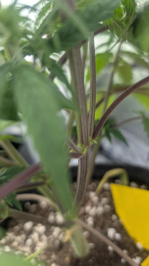 First Timer: Sweet Seeds SMS XL Auto. Week 4