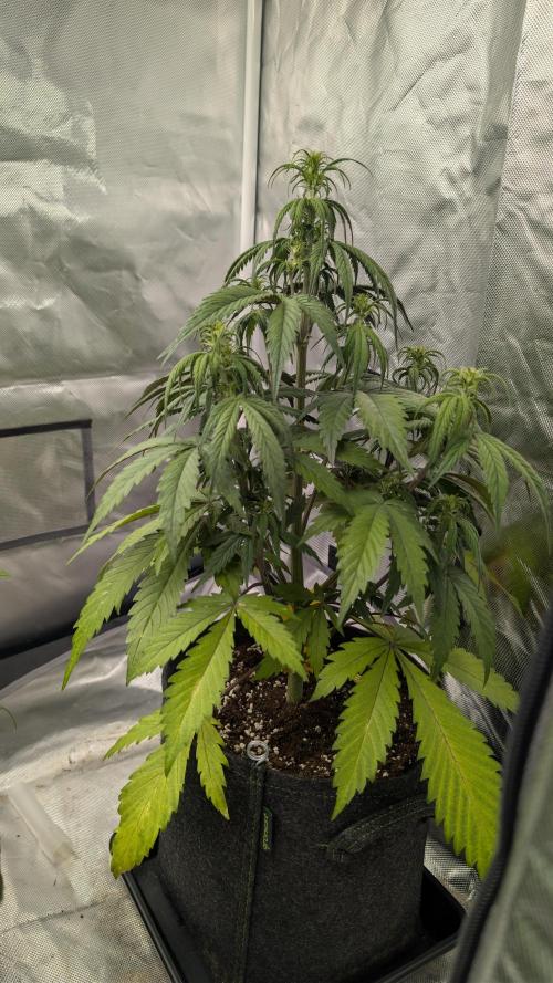 First Timer: Sweet Seeds SMS XL Auto. Week 4