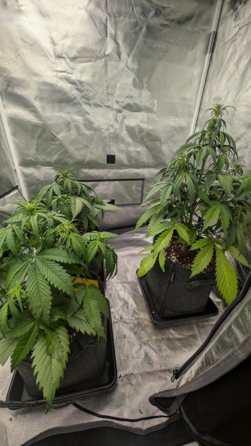 First Timer: Sweet Seeds SMS XL Auto. Week 4