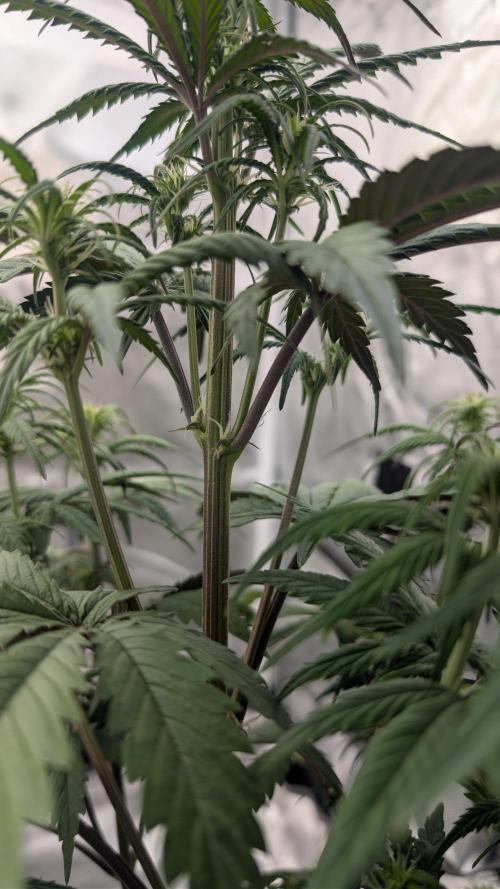 First Timer: Sweet Seeds SMS XL Auto. Week 4
