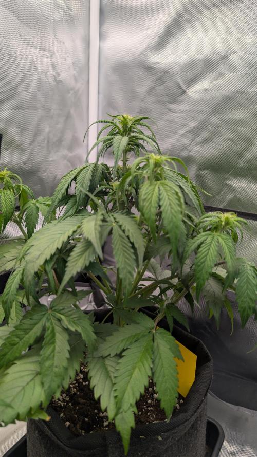 First Timer: Sweet Seeds SMS XL Auto. Week 4