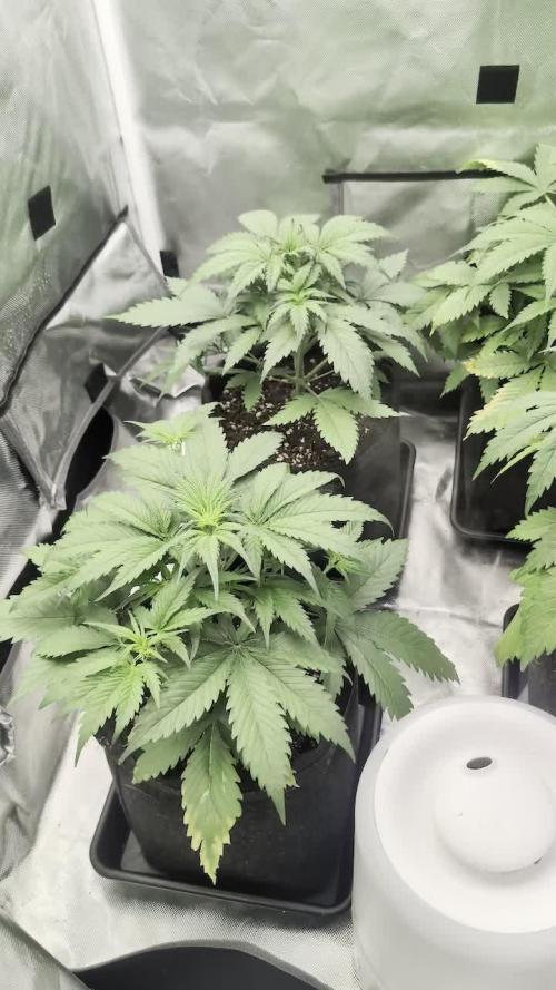 First Timer: Sweet Seeds SMS XL Auto