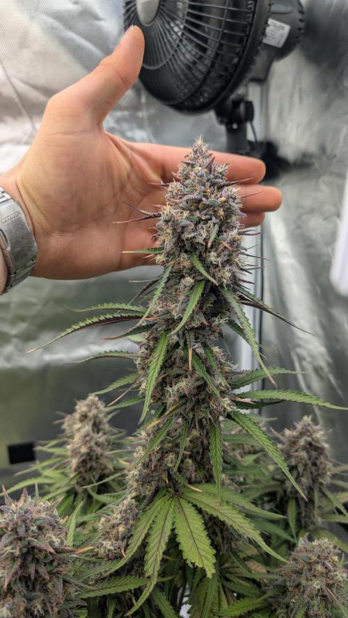 First Timer: Sweet Seeds SMS XL Auto. Week 11