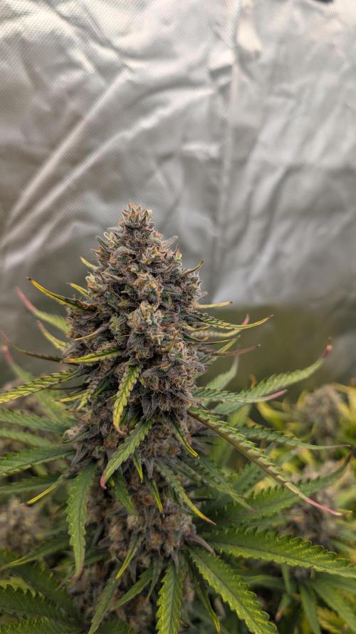 First Timer: Sweet Seeds SMS XL Auto. Week 11