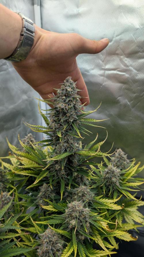 First Timer: Sweet Seeds SMS XL Auto. Week 11