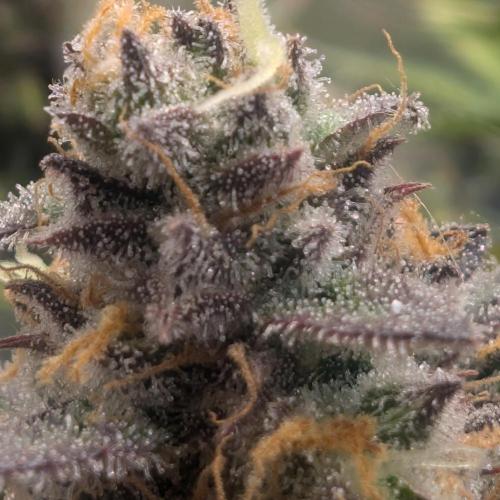 First Timer: Sweet Seeds SMS XL Auto. Week 11