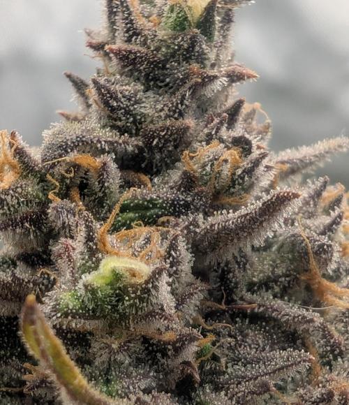 First Timer: Sweet Seeds SMS XL Auto. Week 11