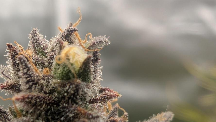 First Timer: Sweet Seeds SMS XL Auto. Week 11