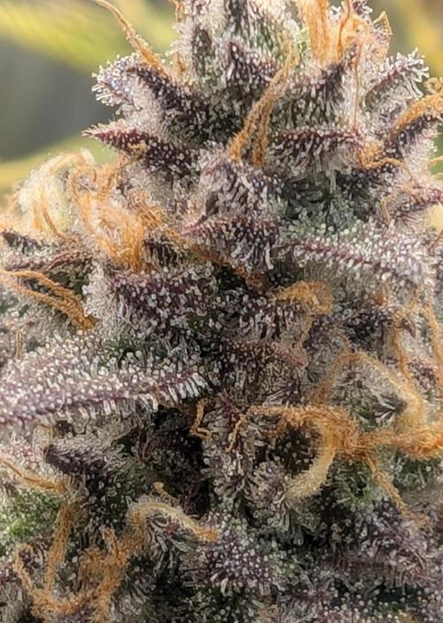 First Timer: Sweet Seeds SMS XL Auto. Week 11