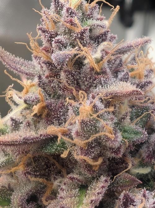 First Timer: Sweet Seeds SMS XL Auto. Week 11
