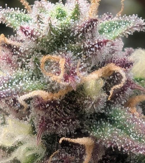 First Timer: Sweet Seeds SMS XL Auto. Week 11