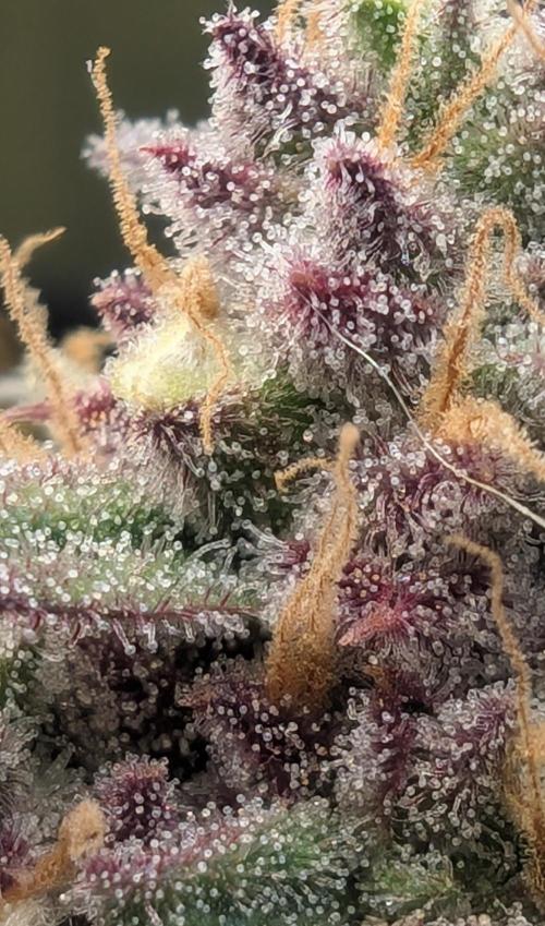 First Timer: Sweet Seeds SMS XL Auto. Week 11