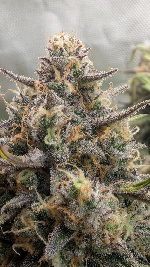 First Timer: Sweet Seeds SMS XL Auto. Week 11