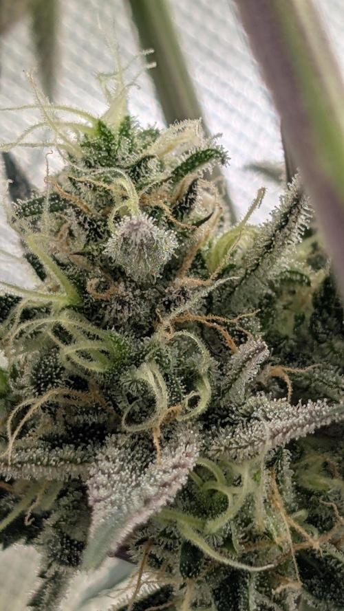 First Timer: Sweet Seeds SMS XL Auto. Week 11