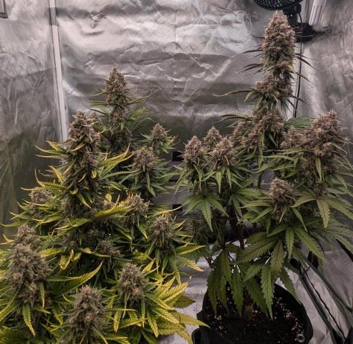 First Timer: Sweet Seeds SMS XL Auto. Week 11