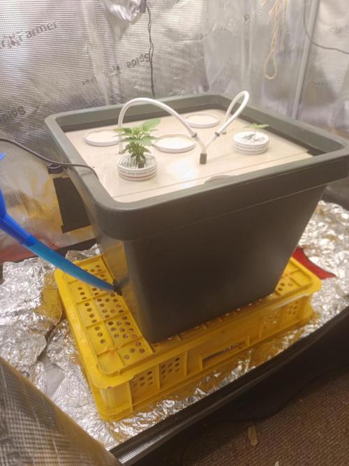 white widow aeroponic. Week 1