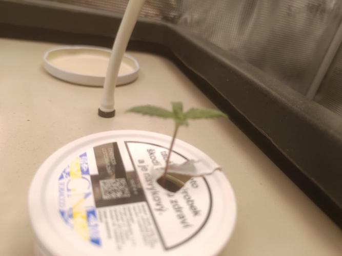 white widow aeroponic. Week 1