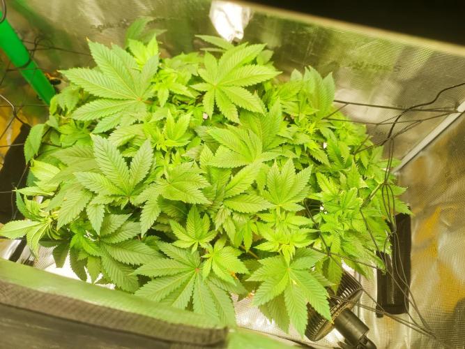 white widow aeroponic. Week 5