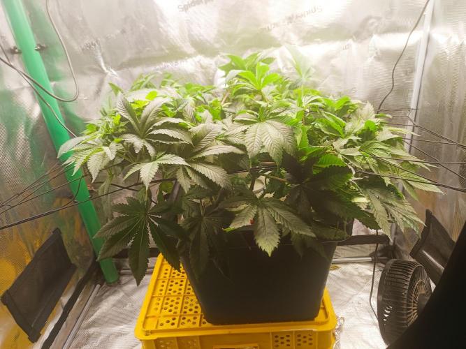 white widow aeroponic. Week 5