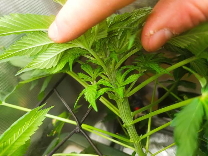 white widow aeroponic. Week 5 - the small one has a crazy mutation as you see :)
