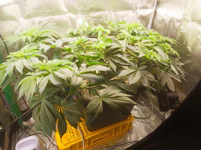 white widow aeroponic. Week 6