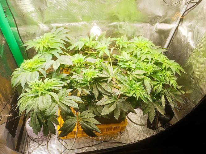 white widow aeroponic. Week 6