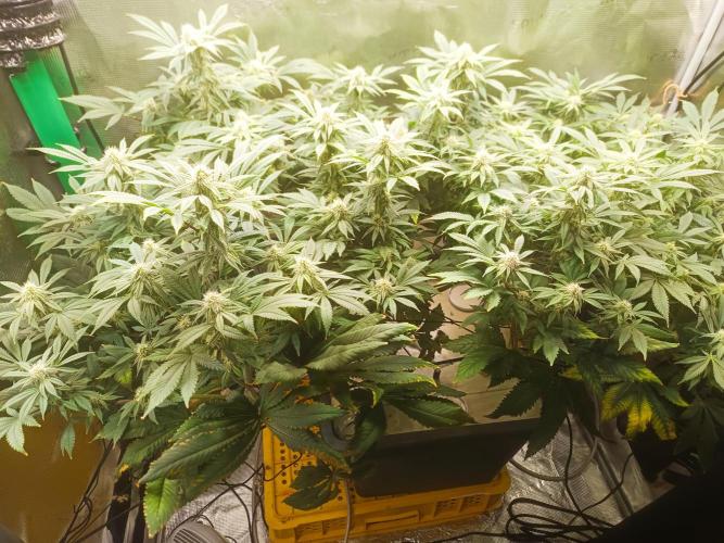 white widow aeroponic. Week 11