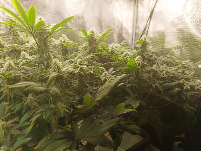 white widow aeroponic. Week 11