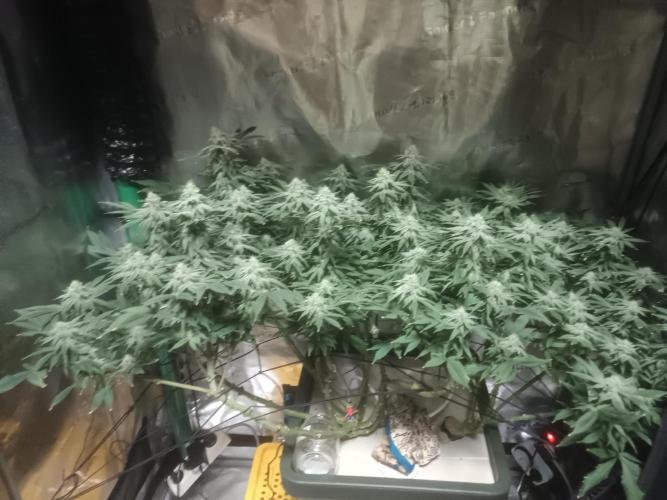 white widow aeroponic. Week 11