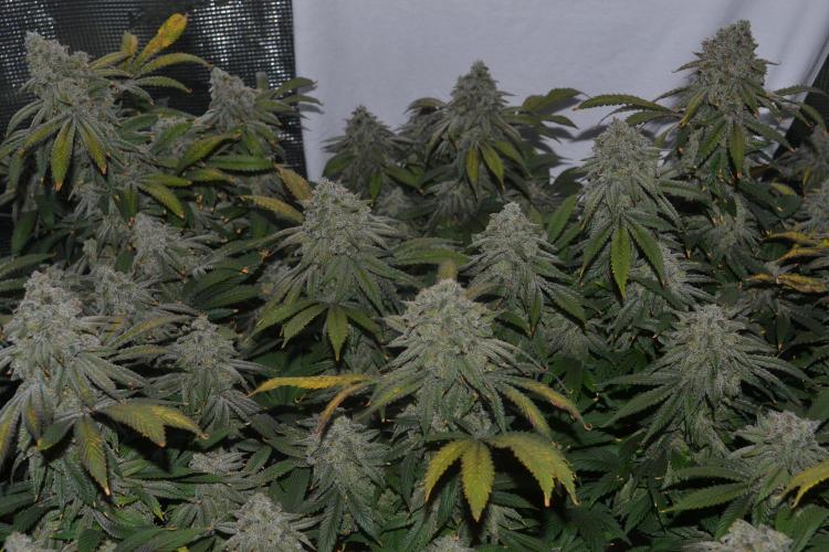 white widow aeroponic. Week 16