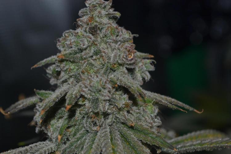 white widow aeroponic. Week 16