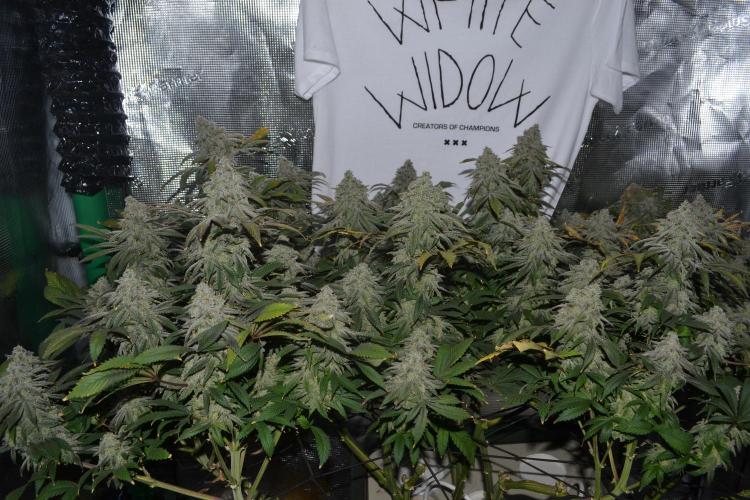 white widow aeroponic. Week 16