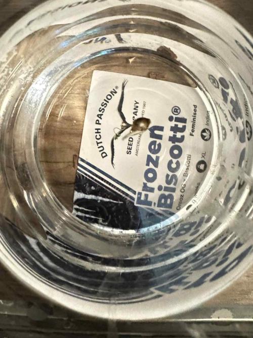 First Indoor. Week 0