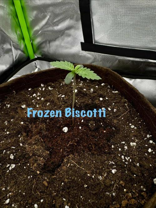 First Indoor. Week 1